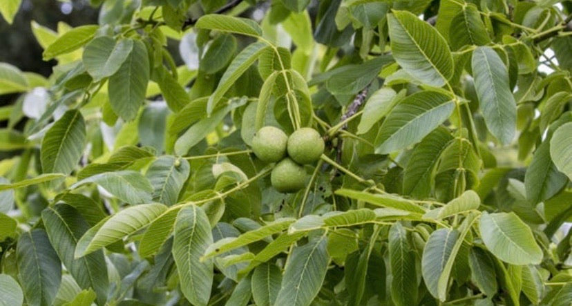 Black Walnut Tree
