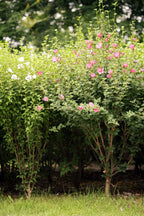 Rose Of Sharon