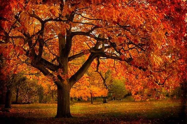 Northern Red Oak Tree