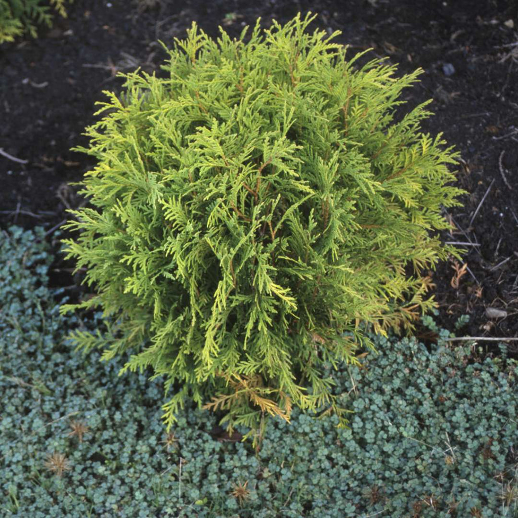 Arborvitae 'Golden Globe'