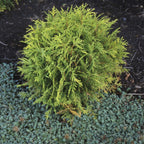 Arborvitae 'Golden Globe'