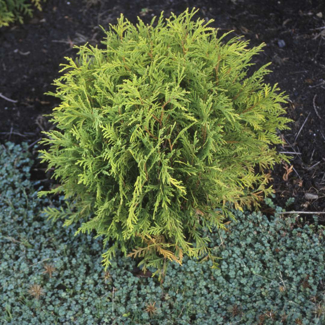Arborvitae 'Golden Globe'