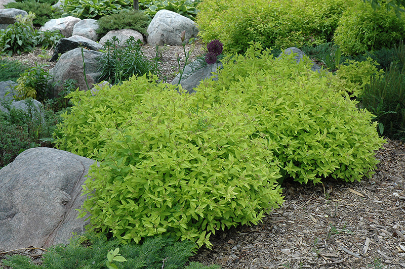 Spirea 'Gold Mound'