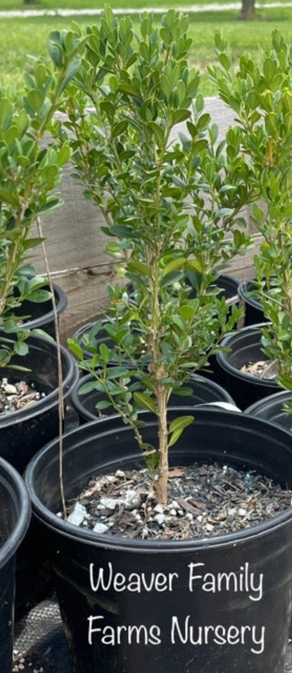 Boxwood 'Green Mountain'