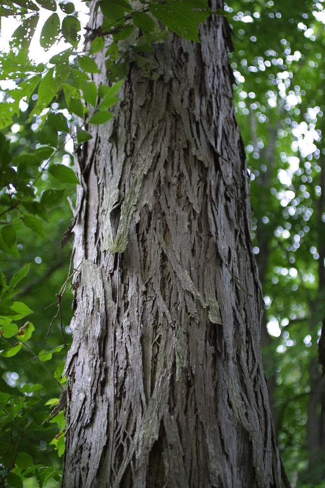 Shellbark Hickory Tree