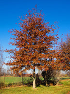 Shumard Oak Tree