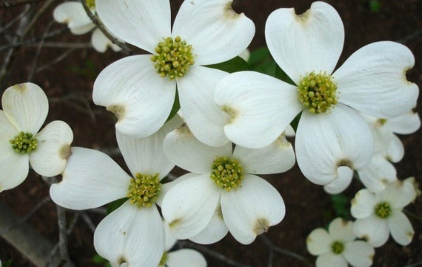 White Dogwood Tree