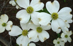 White Dogwood Tree