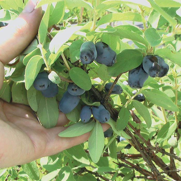Honeyberry 'Boreal Blizzard' Haskap