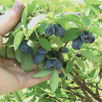 Honeyberry 'Boreal Blizzard' Haskap