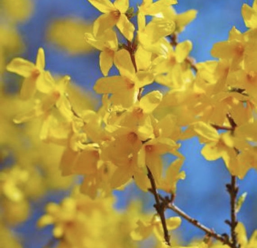 Forsythia