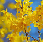 Forsythia