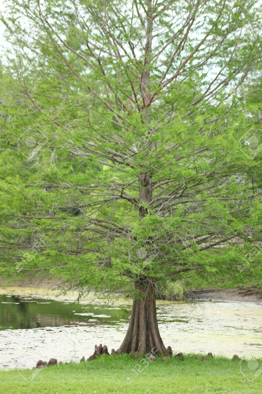 Bald Cypress Tree