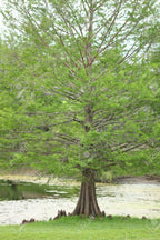 Bald Cypress Tree