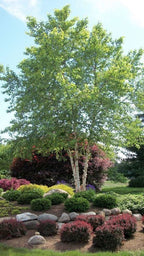 River Birch Tree