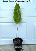 Silver Maple Tree
