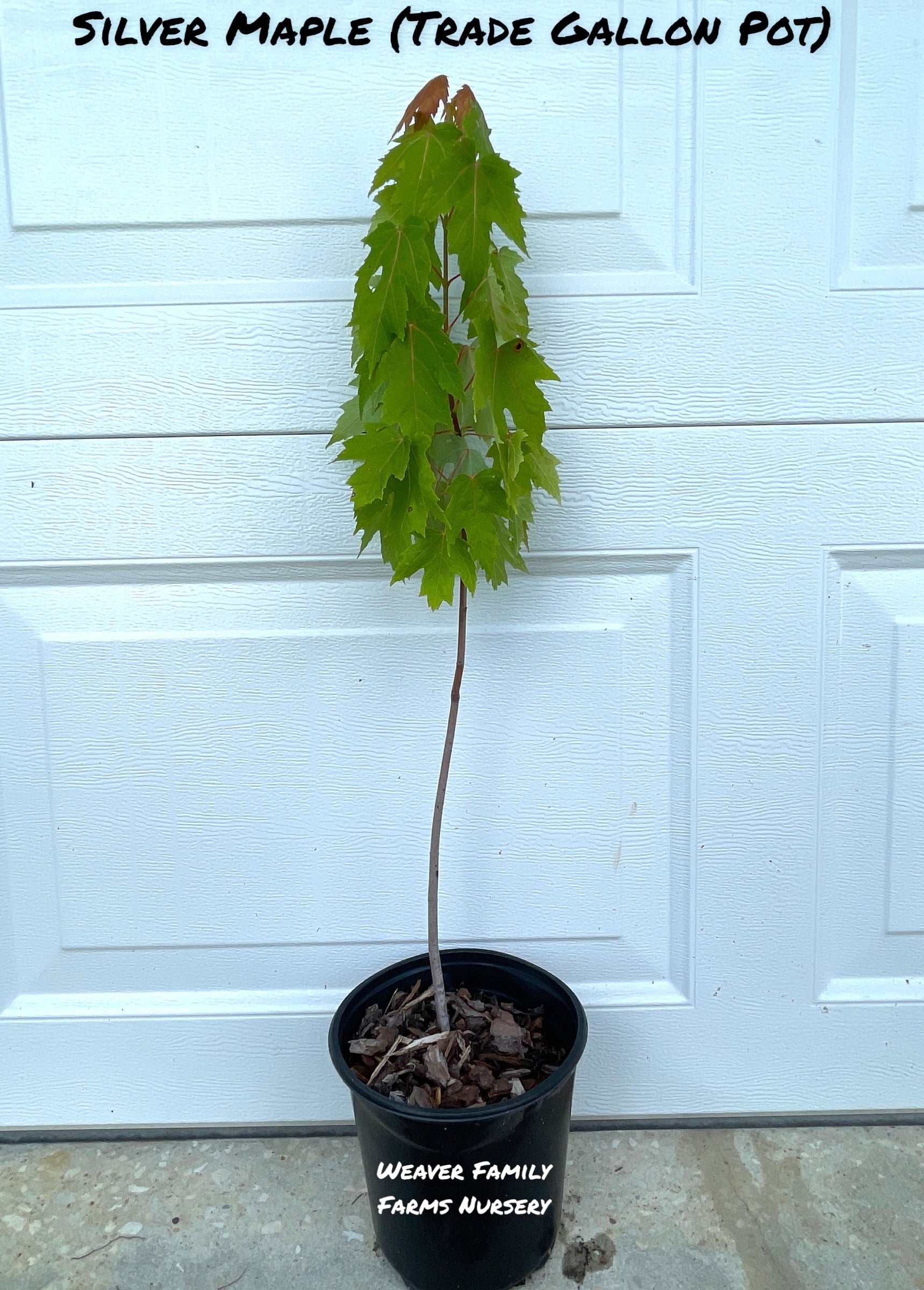 Silver Maple Tree