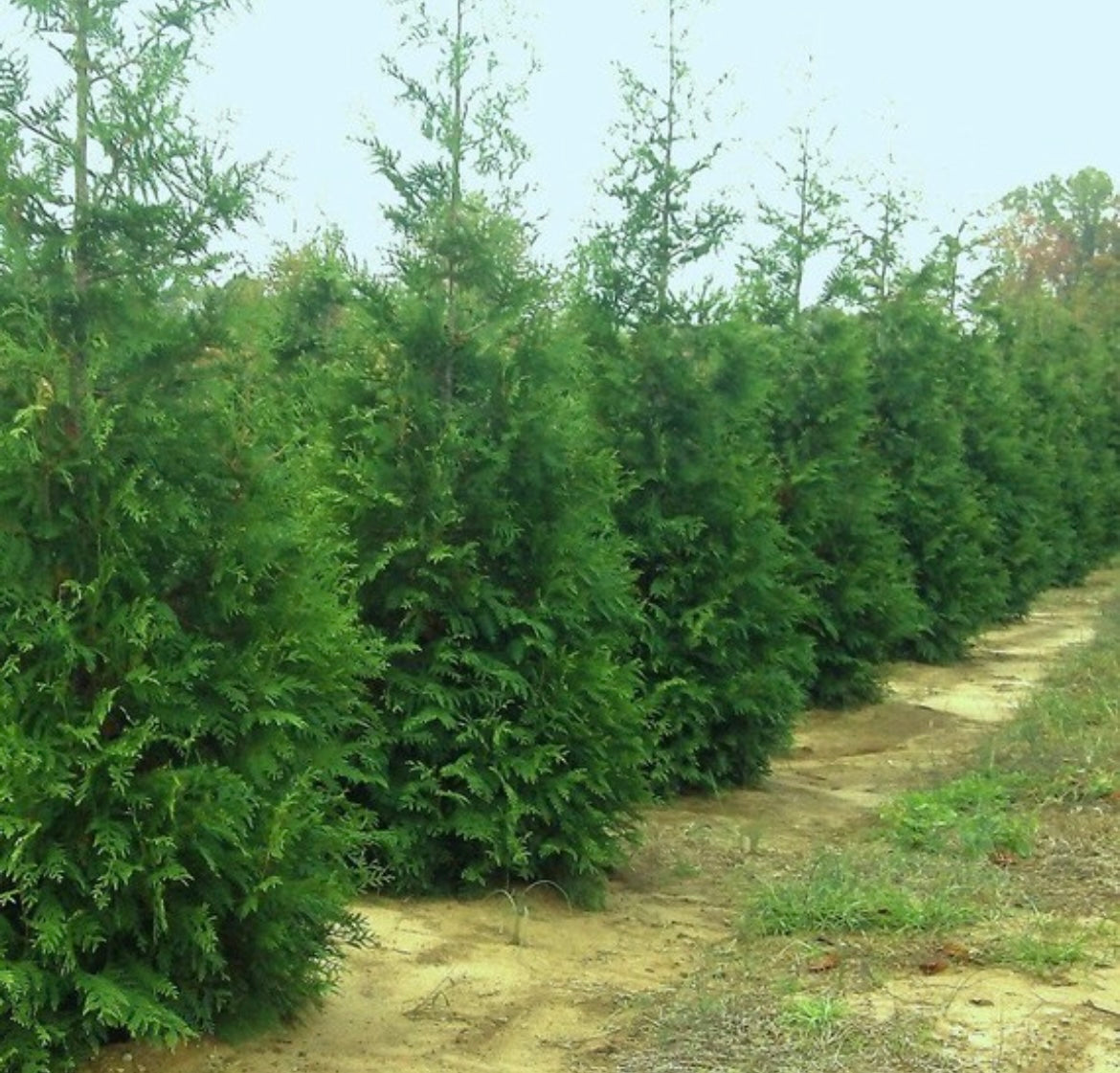 Arborvitae 'Green Giant'