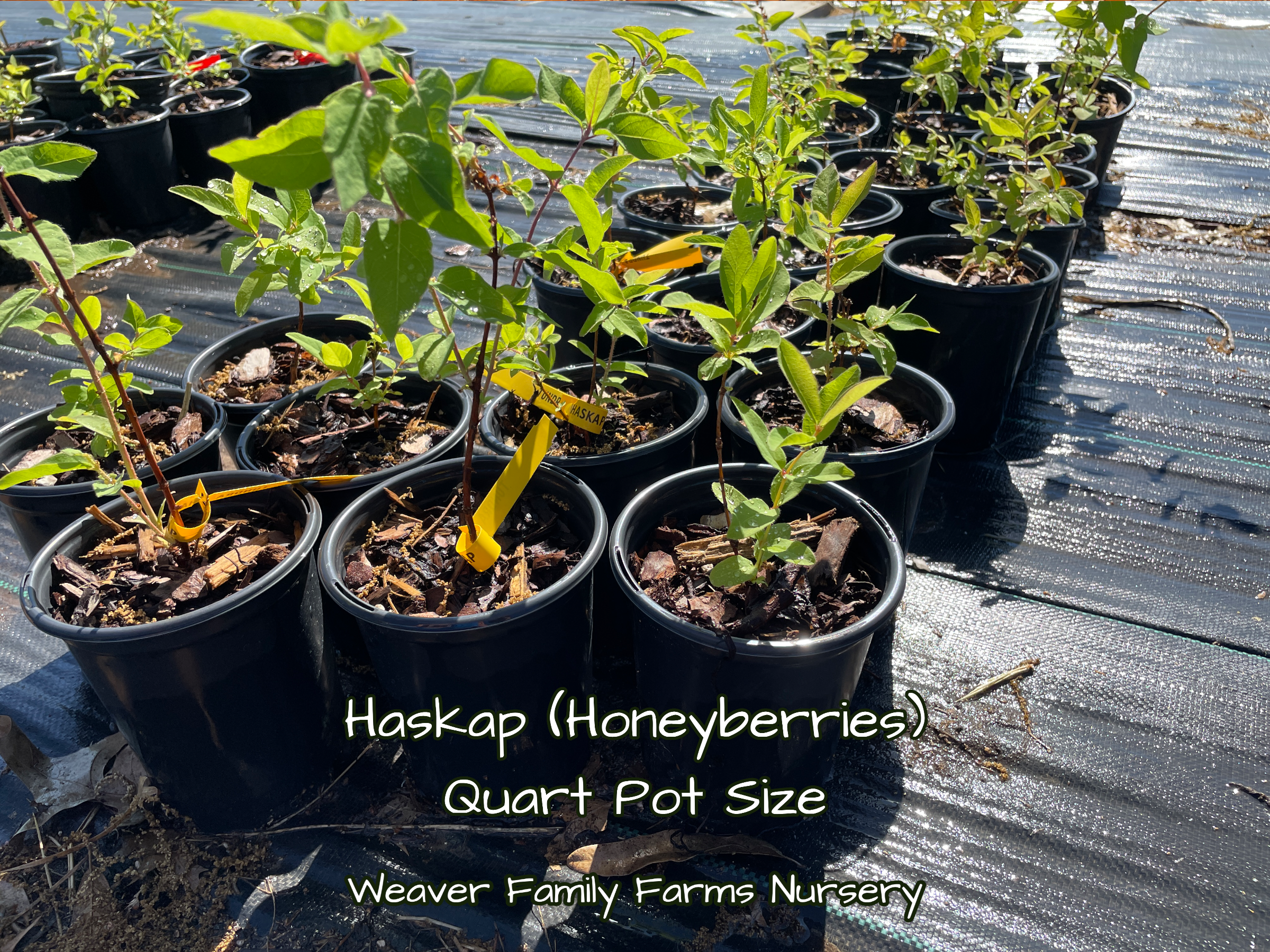 Honeyberry 'Aurora' Haskap