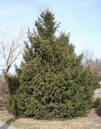 Norway Spruce Tree