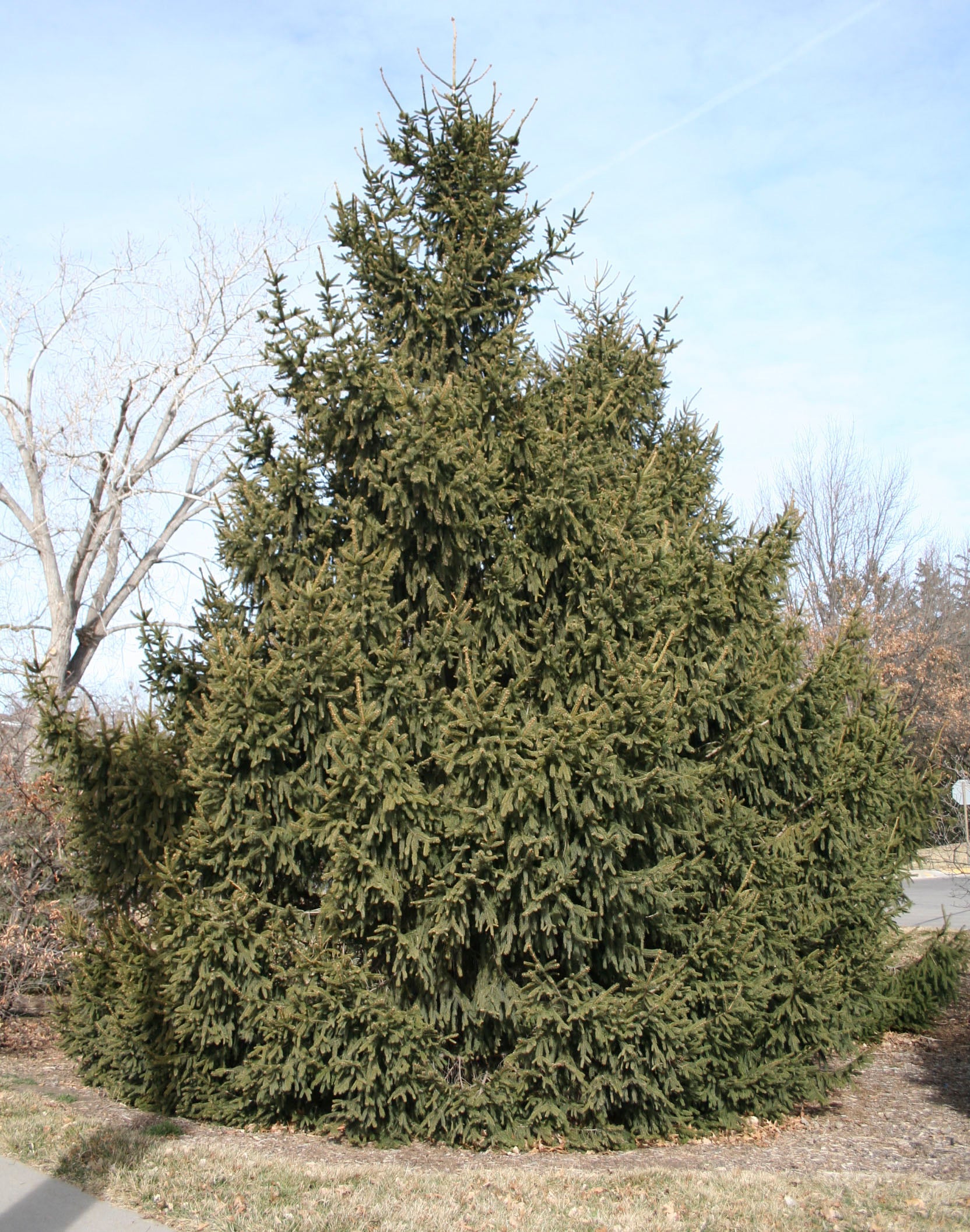 Norway Spruce Tree