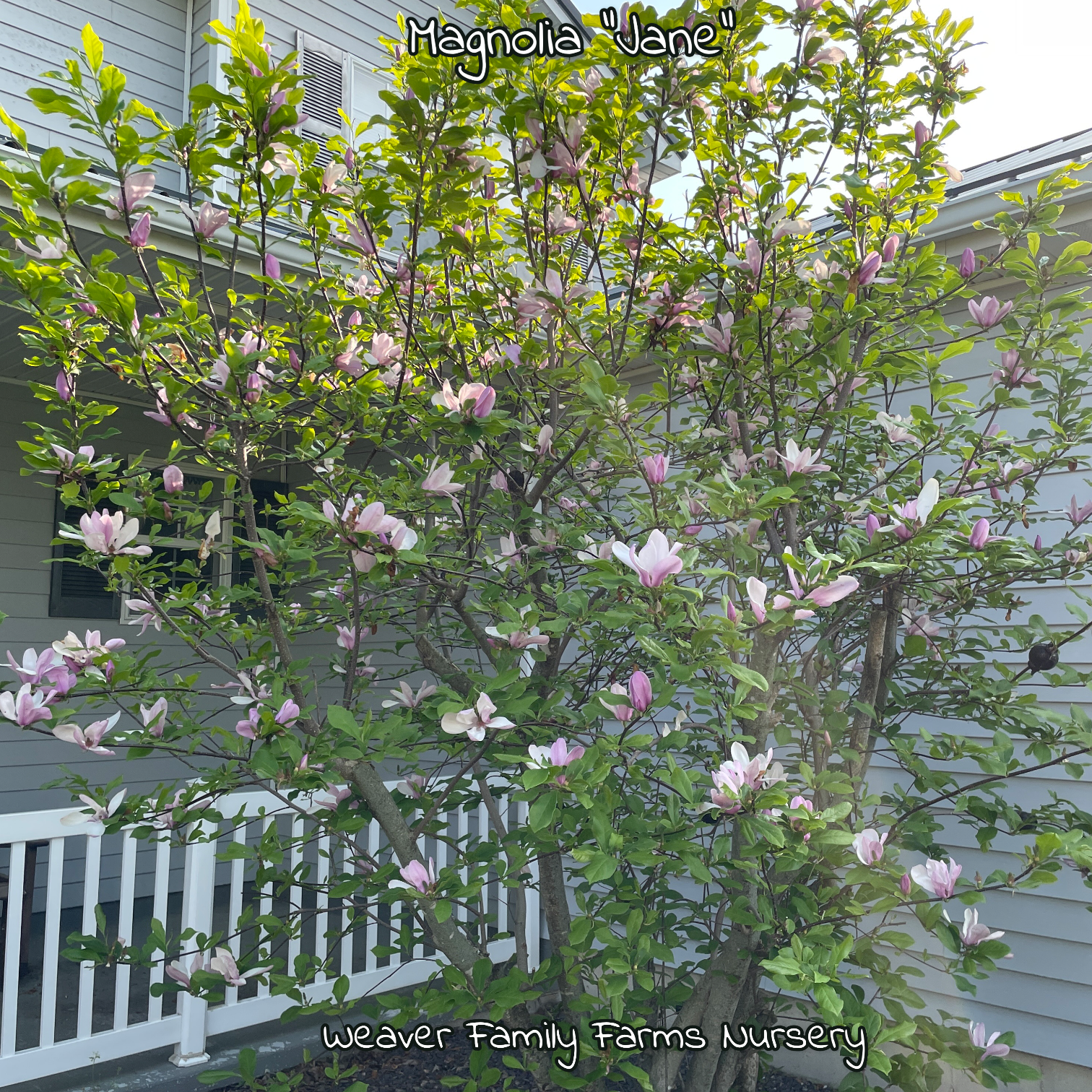 Magnolia 'Jane'