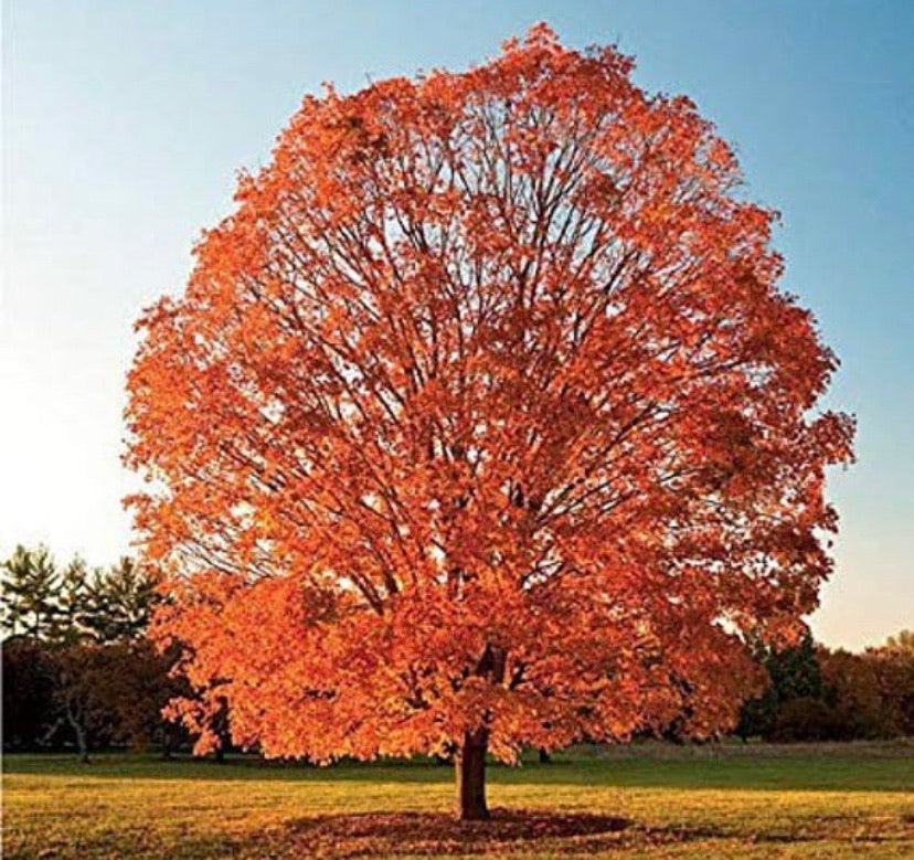 Sugar Maple Tree
