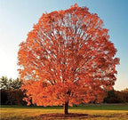 Sugar Maple Tree