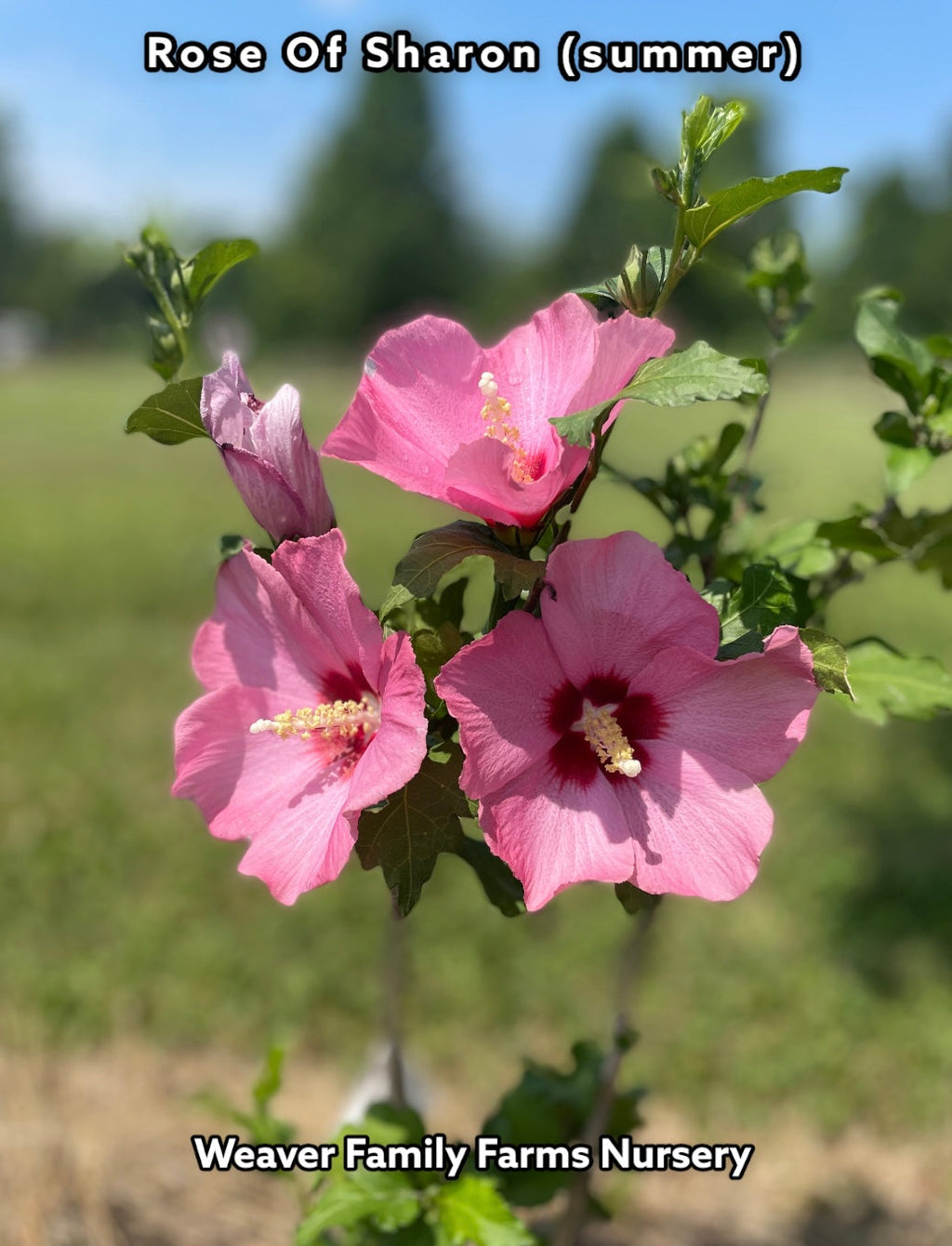 Rose Of Sharon