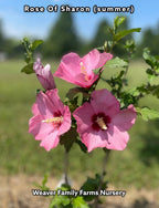 Rose Of Sharon