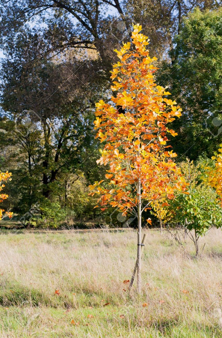 Tulip Poplar Tree