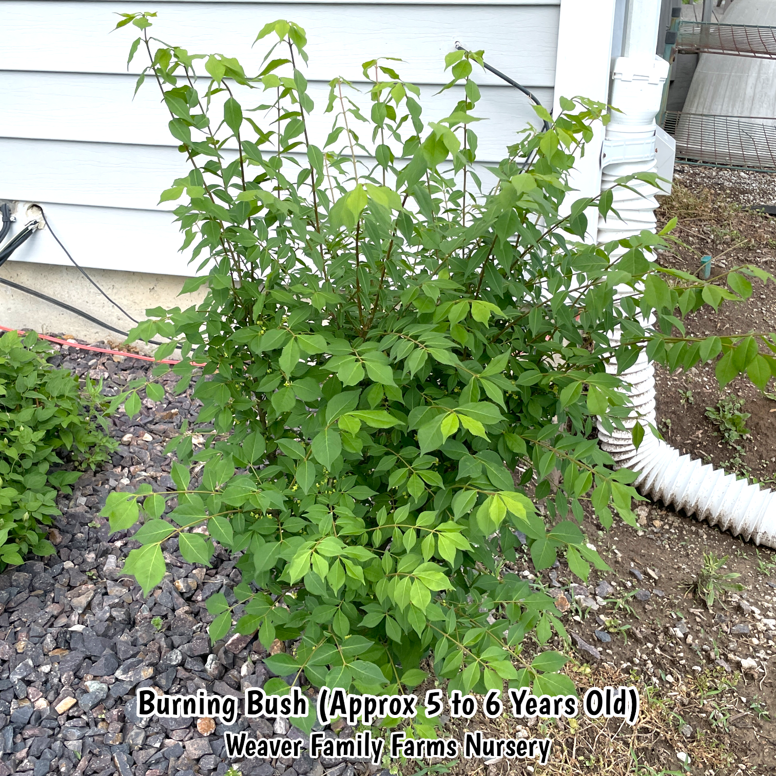 Dwarf Burning Bush