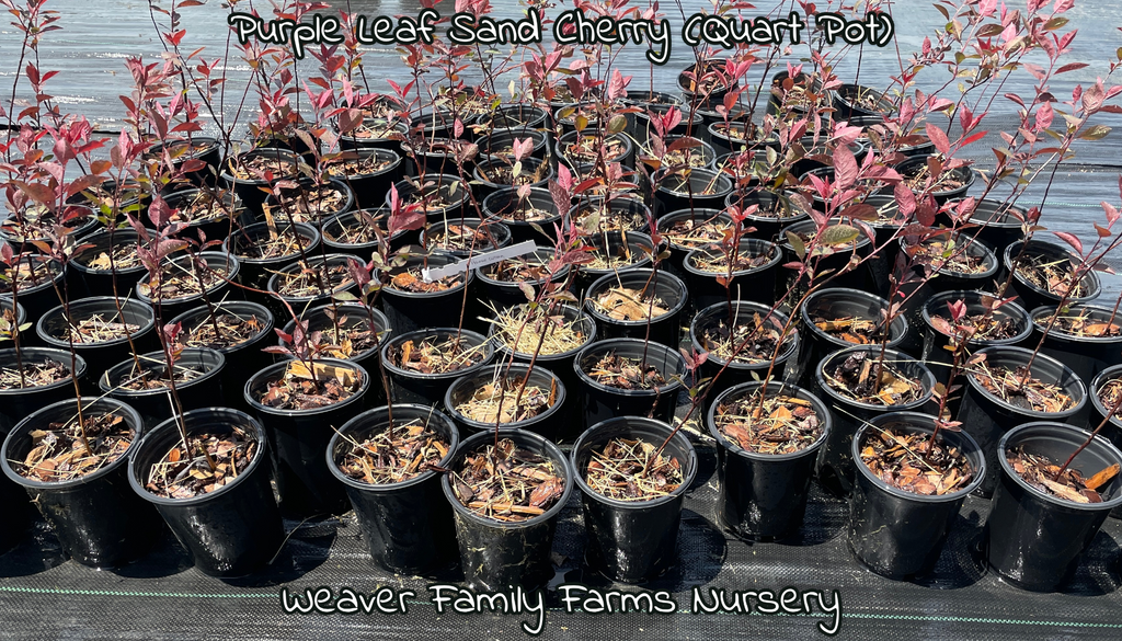Purple Leaf Sand Cherry