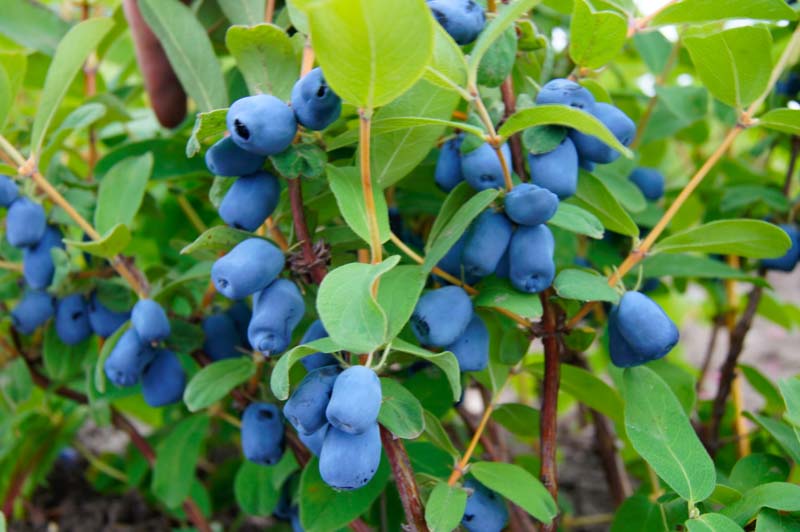 Honeyberry 'Indigo Treat' Haskap