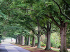 Willow Oak Tree