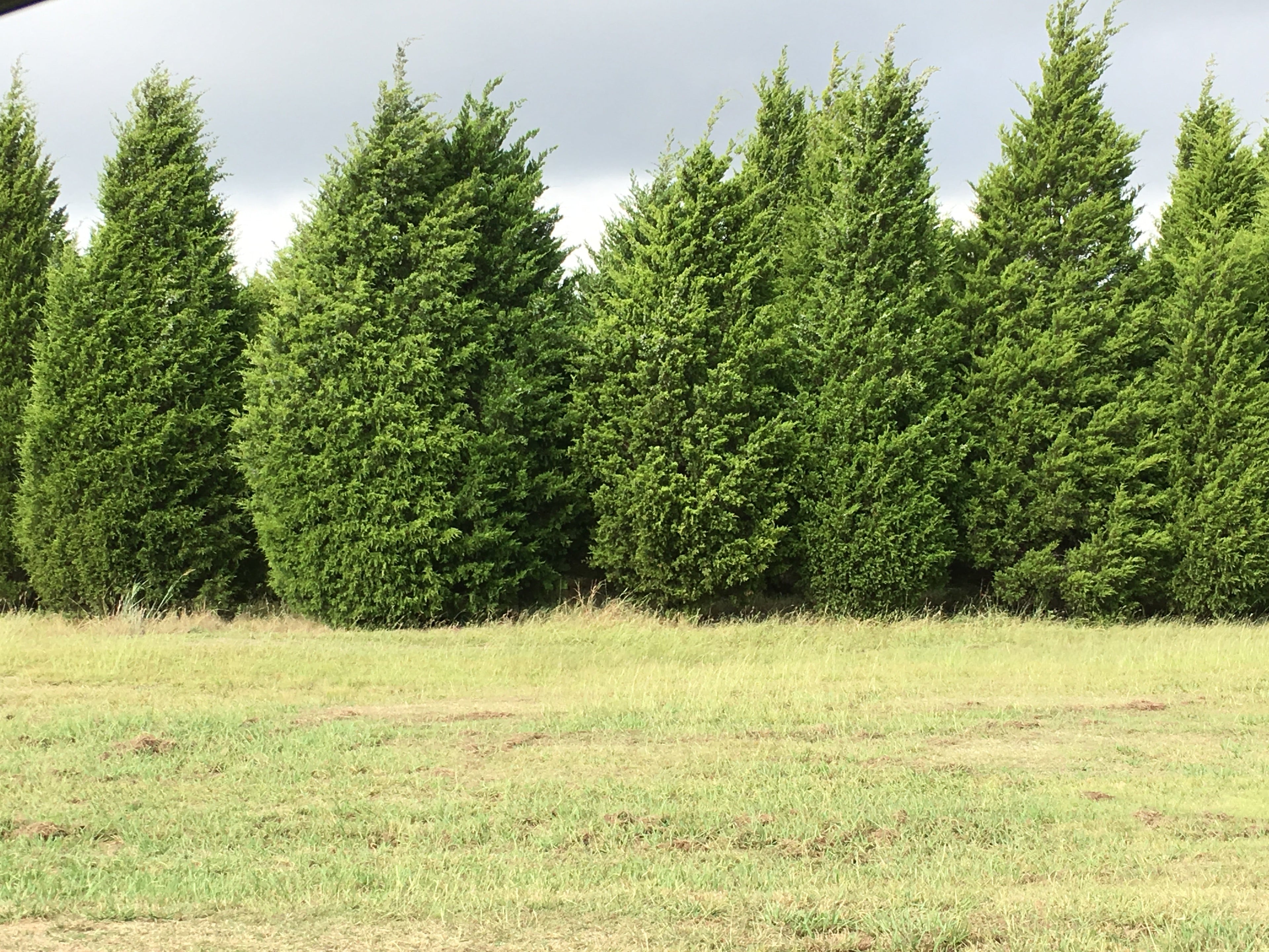 Eastern Red Cedar