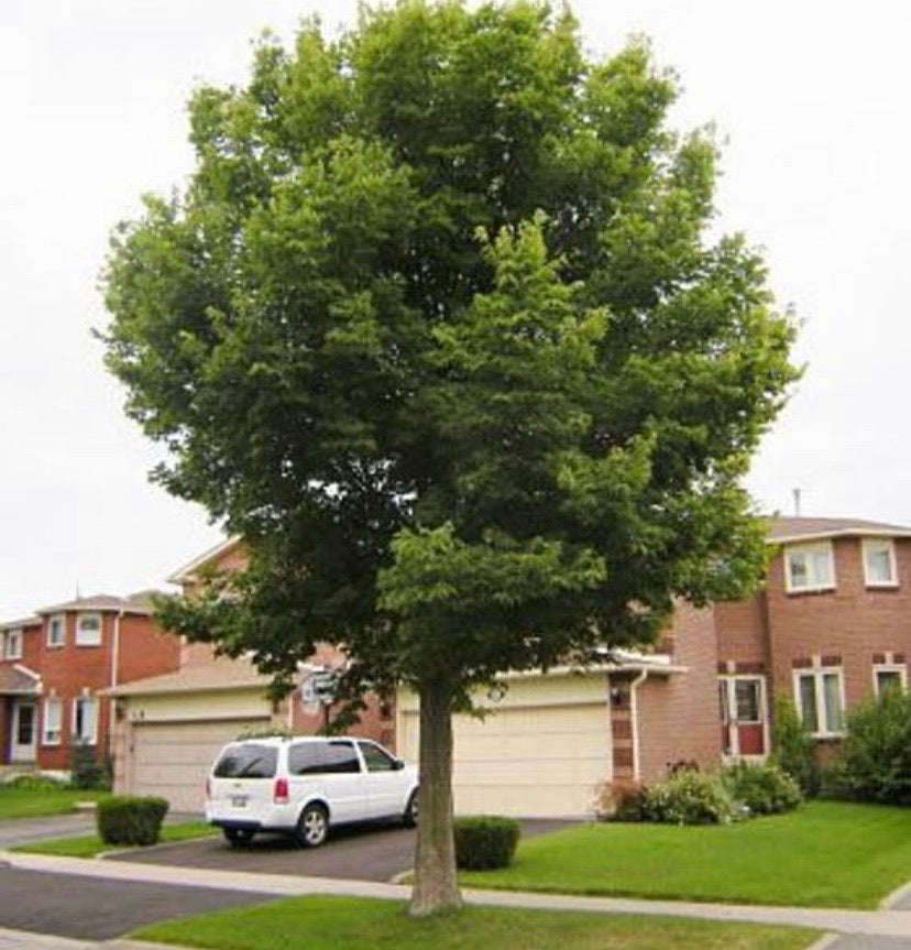 Hackberry Tree