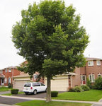 Hackberry Tree