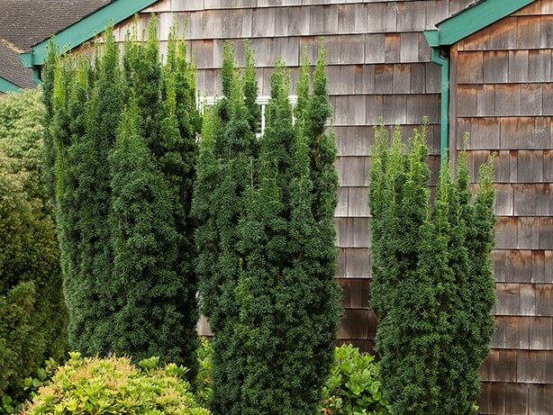 Yew 'Hicks'