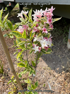 Weigela 'Variegated'