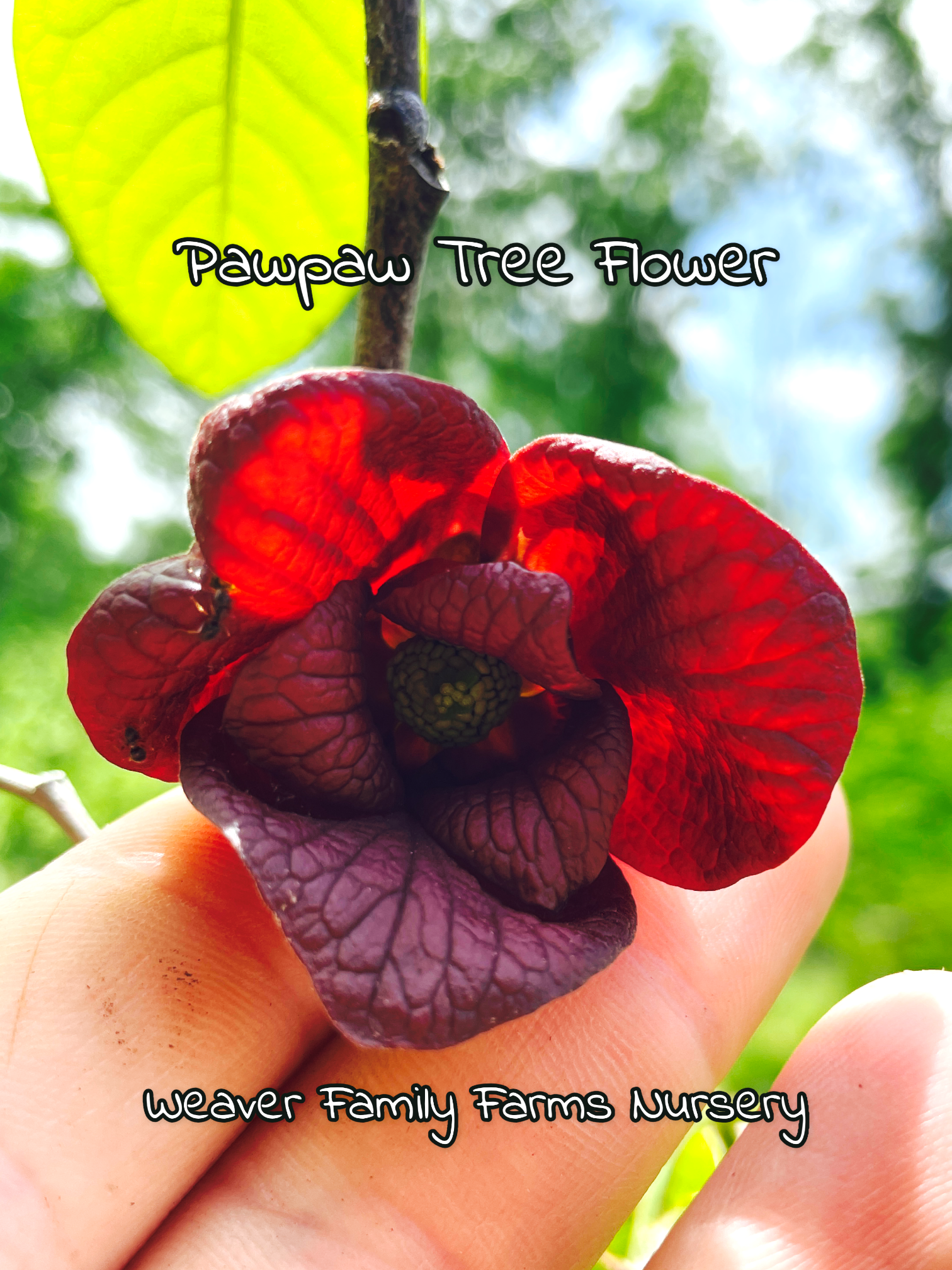 Pawpaw Tree