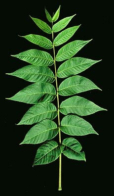 Black Walnut Tree