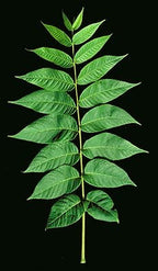 Black Walnut Tree