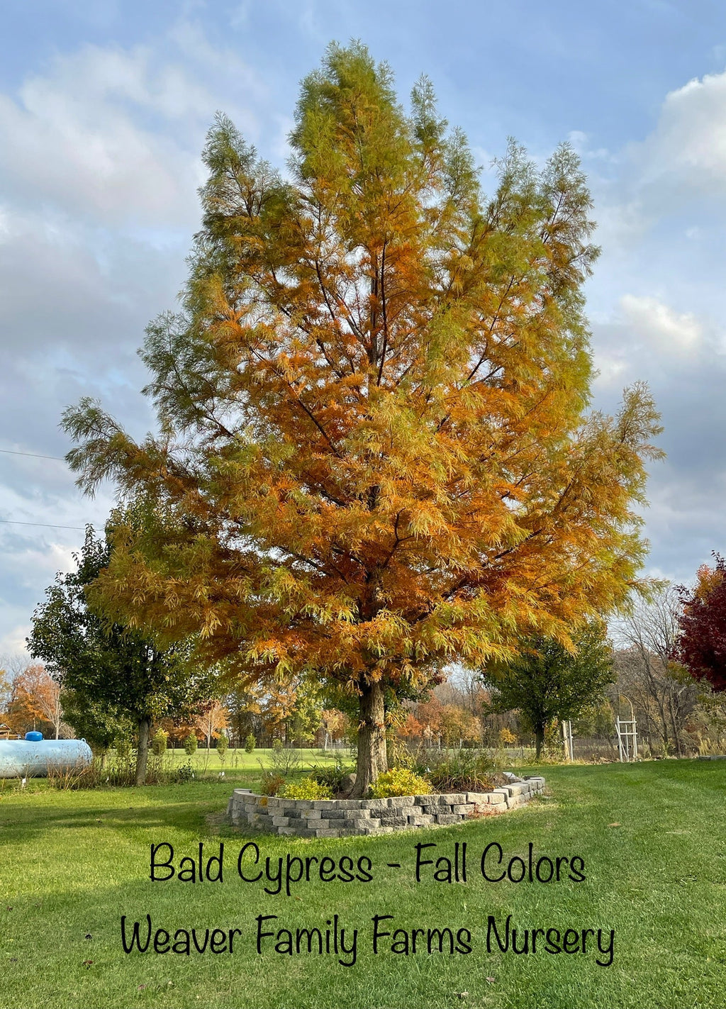 Bald Cypress Tree