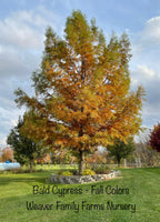 Bald Cypress Tree