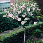 Rose Of Sharon