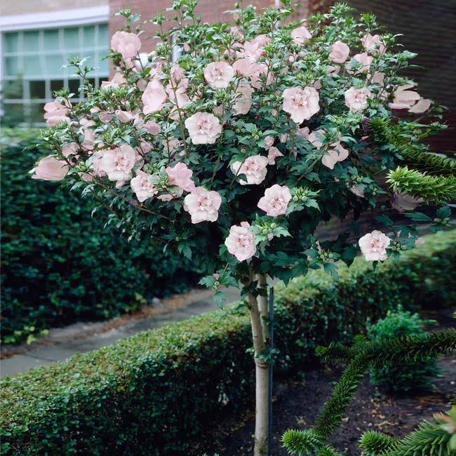 Rose Of Sharon