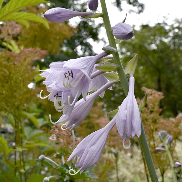 Upright Hosta 'Krossa Regal'