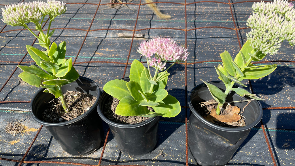 Sedum 'Autumn Joy'