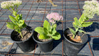 Sedum 'Autumn Joy'